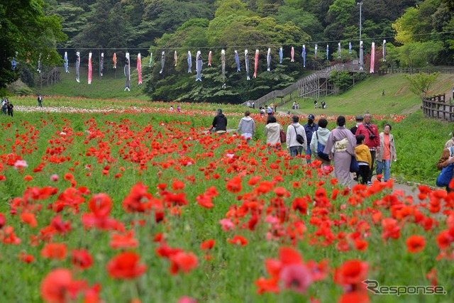 くりはま花の国 横須賀ヒストリックカーデイ8th
