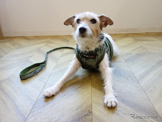 初夏からの愛犬とドライブする時に役立つ神アイテム 2023年度版