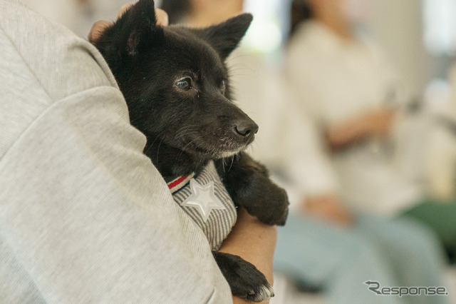 「いつも一緒にいたい」大切な存在である愛犬