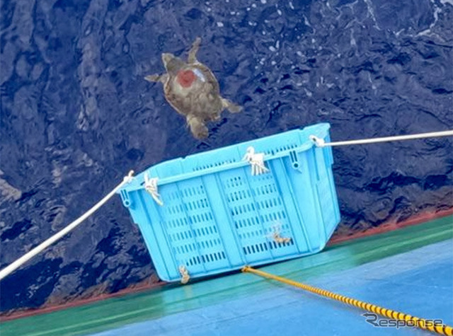 アカウミガメ放流の様子　(c) 名古屋港水族館