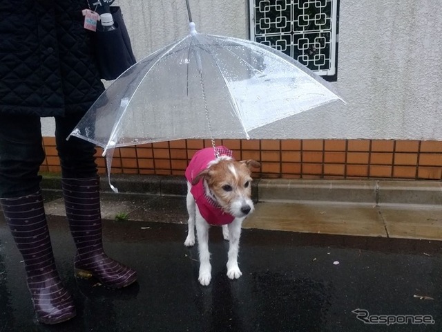 雨の中のララ