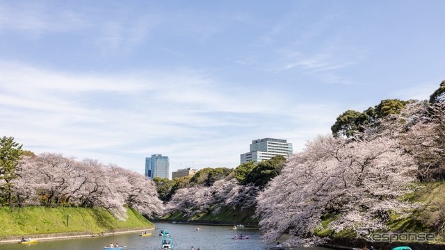 お花見タクシー2024（イメージ）