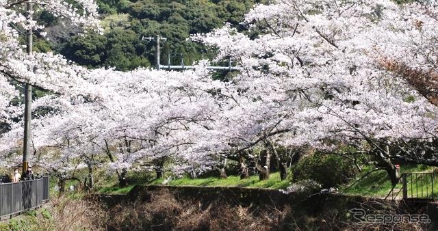 山中渓駅前後の千本桜（イメージ）