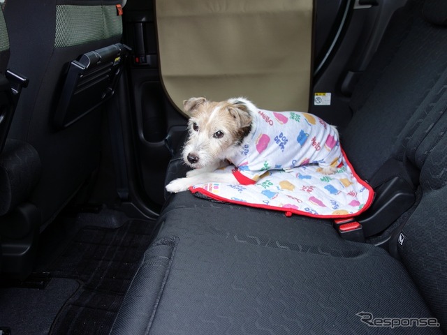 3代目自称自動車評論犬!? ジャックラッセルのララ