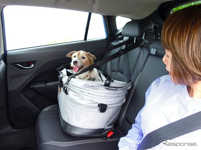 後で悔やんでも遅い! 愛犬とドライブ旅行を重ねる意味と理由