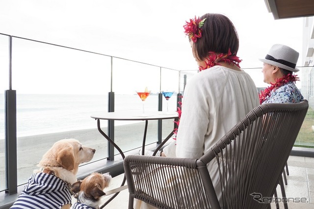 後で悔やんでも遅い! 愛犬とドライブ旅行を重ねる意味と理由