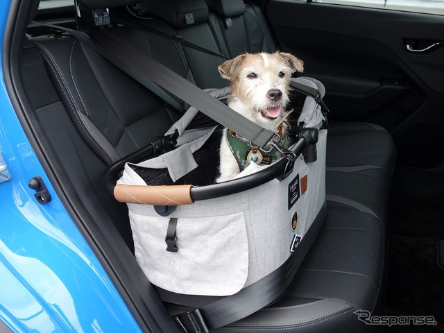 旅するジャックラッセルの愛犬ララ
