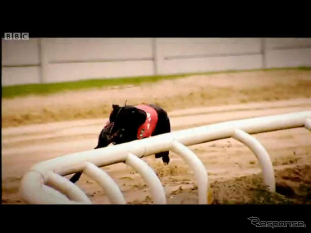 マツダロードスター vs 狩猟犬、レースで対決