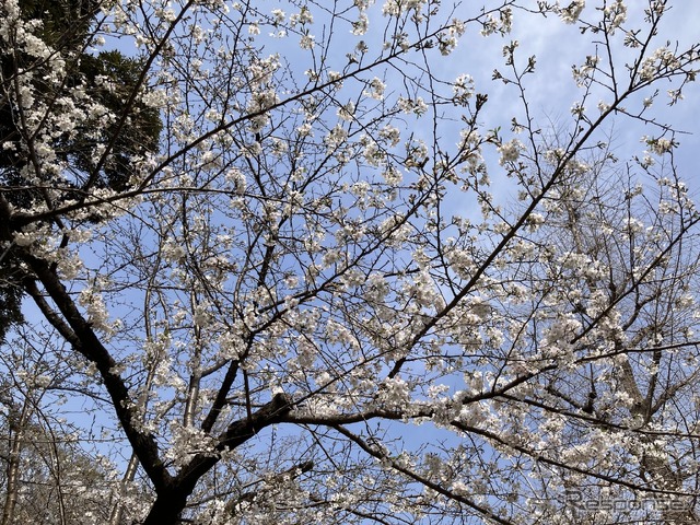 3月27日、日比谷公園(東京都千代田区)