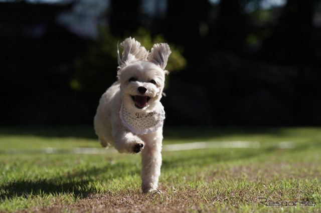 グランフォレスタヴィラ日光‐Private Dog Resorts-