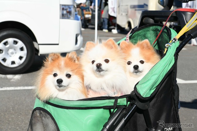 ペットも来場可