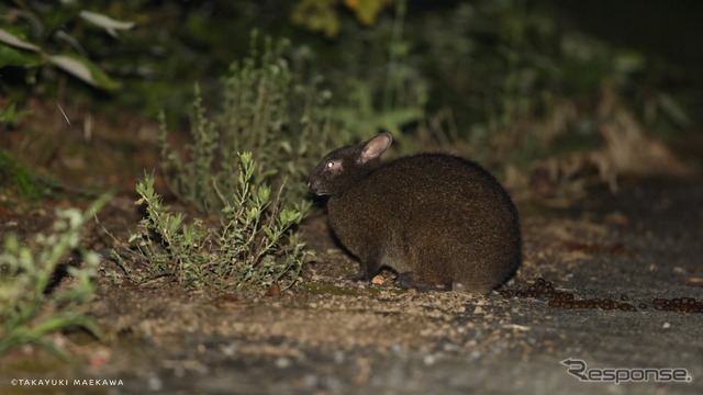 走行実験中に現れたアマミノクロウサギ