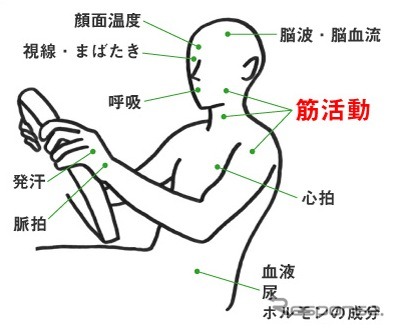 ドライバーから計測可能な生体情報