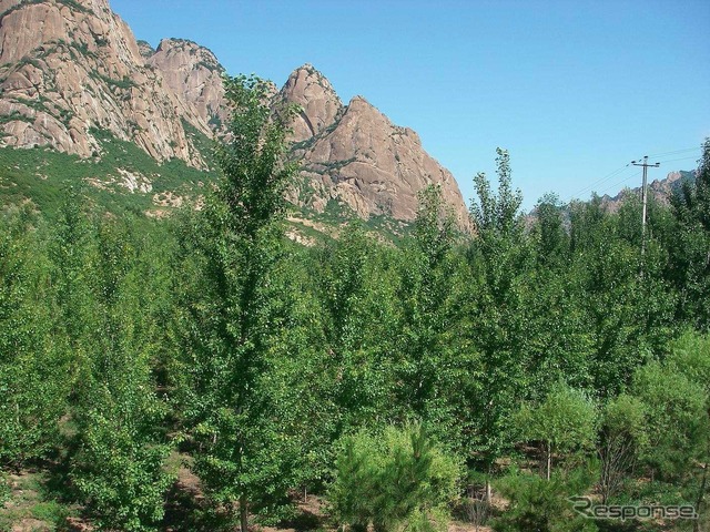 中国でおこなっている植林活動の様子（植林後 2009年7月）