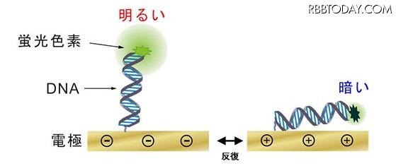 DNAの動作の可視化 DNAの動作の可視化