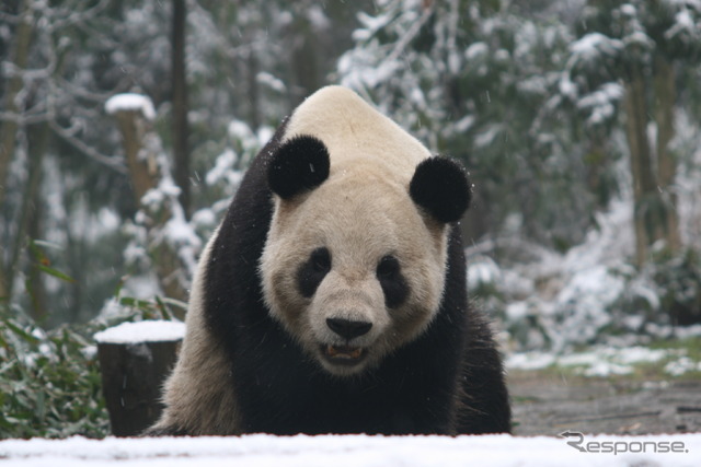 提供＝上野動物園