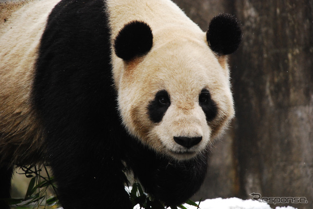 提供＝上野動物園