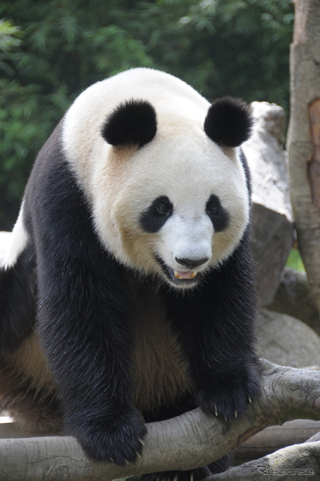 提供＝上野動物園