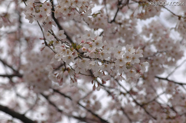 都内の桜（2010年） 都内の桜（2010年）