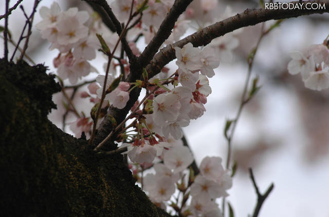 都内の桜（2010年） 都内の桜（2010年）