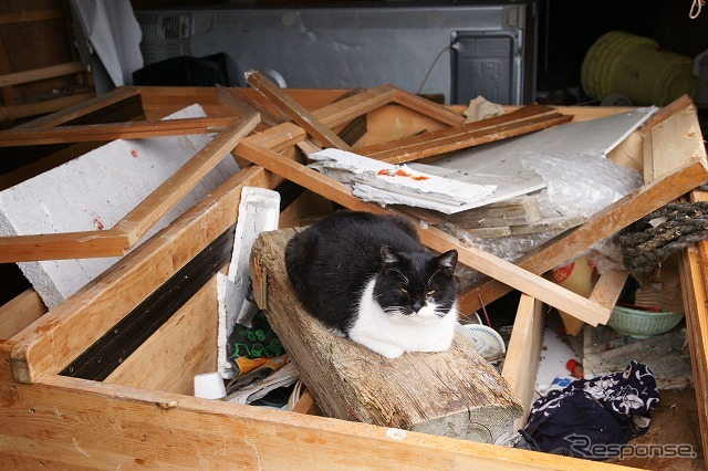 東日本大震災 離島の猫たちも無事だった