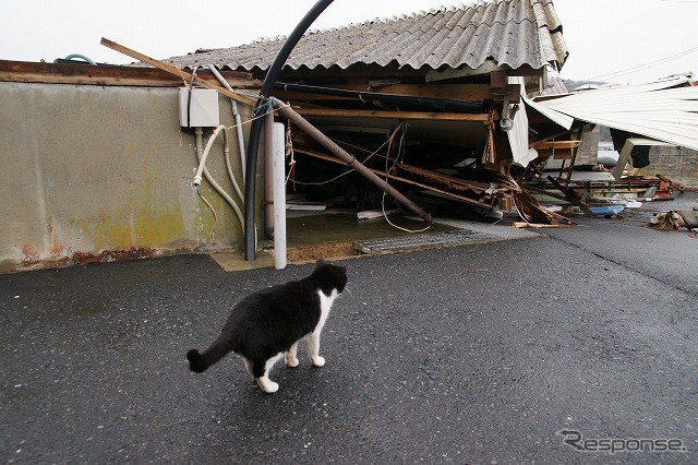 東日本大震災 離島の猫たちも無事だった