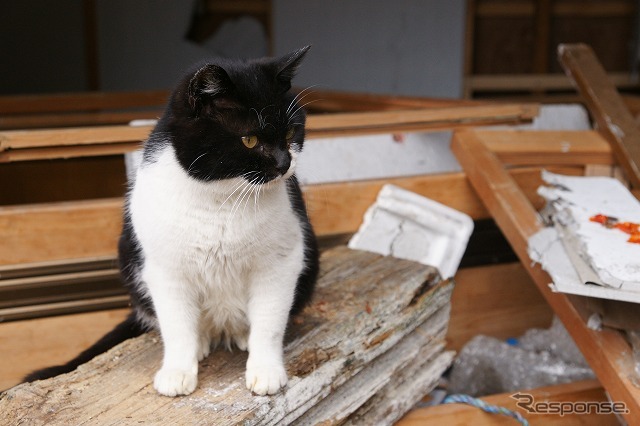 東日本大震災 離島の猫たちも無事だった