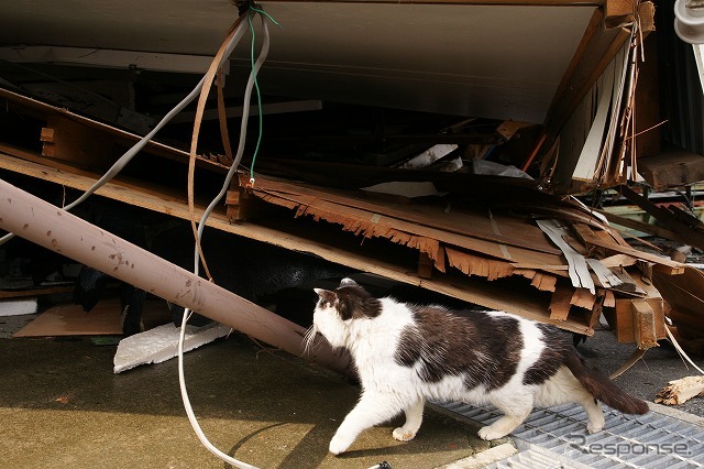 東日本大震災 離島の猫たちも無事だった