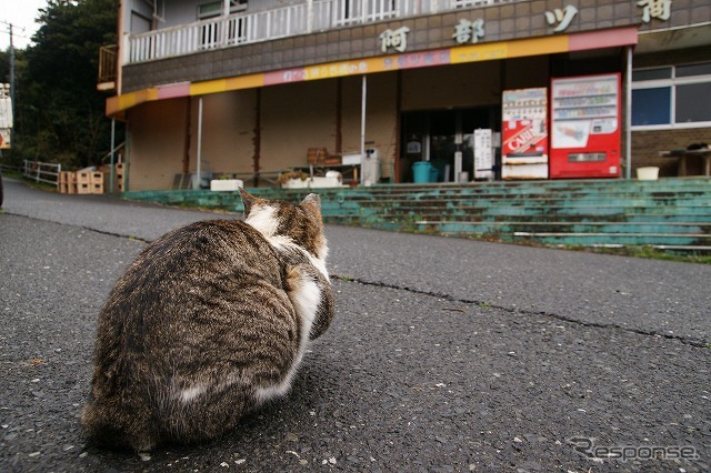 東日本大震災 離島の猫たちも無事だった