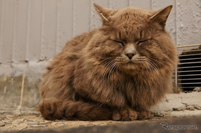 東日本大震災 離島の猫たちも無事だった