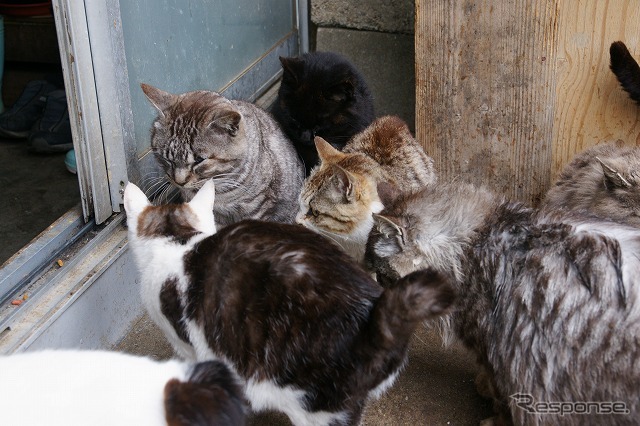東日本大震災 田代島の住人「生まれて初めての経験」