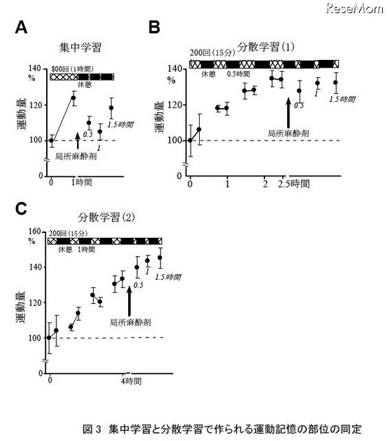 「集中学習より休憩を取りながらの学習が効果的」実験結果を発表 集中学習と分散学習で作られる運動記憶の部位の同定
