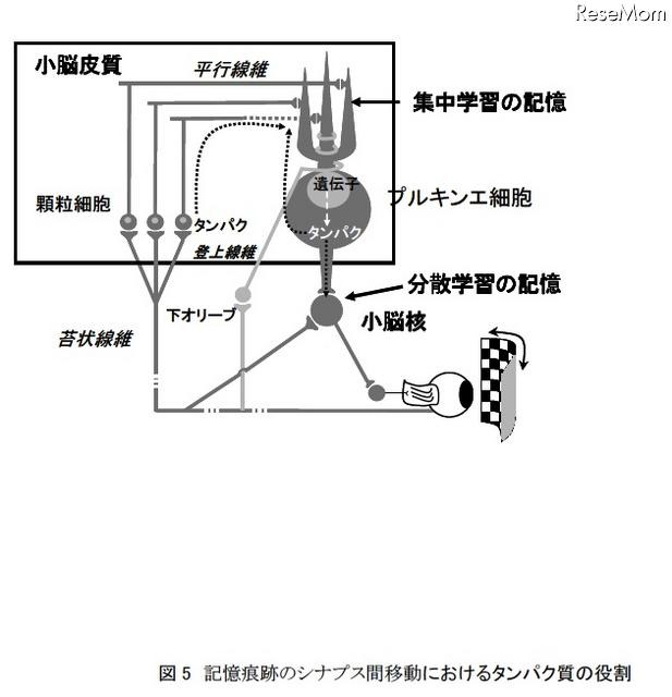 「集中学習より休憩を取りながらの学習が効果的」実験結果を発表 記憶痕跡のシナプス間移動におけるタンパク質の役割