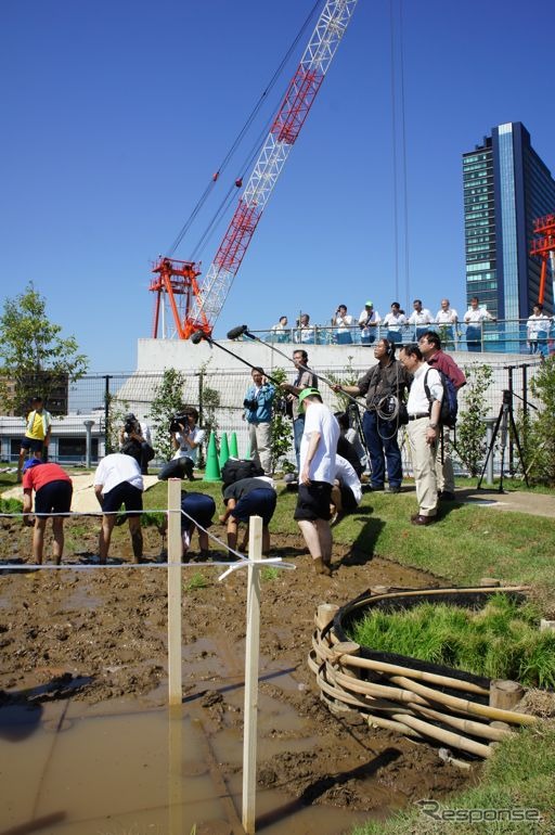 首都高速道路、大橋ジャンクションの換気所屋上に現れた水田で小学生が田植えを体験