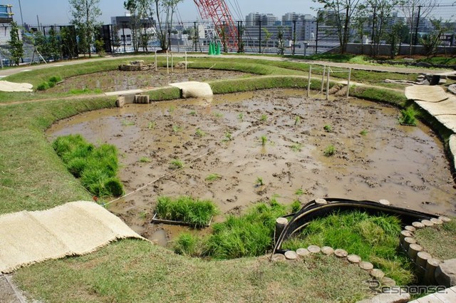 首都高速道路、大橋ジャンクションの換気所屋上に現れた水田で小学生が田植えを体験