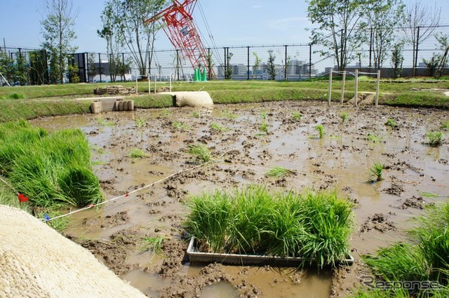 首都高速道路、大橋ジャンクションの換気所屋上に現れた水田で小学生が田植えを体験