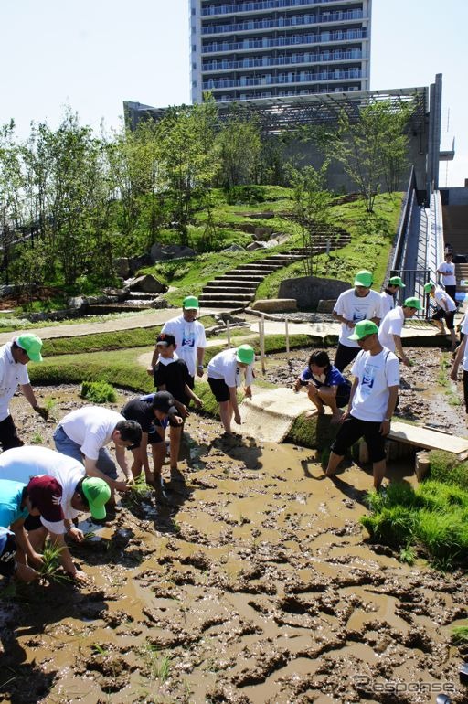 首都高速道路、大橋ジャンクションの換気所屋上に現れた水田で小学生が田植えを体験