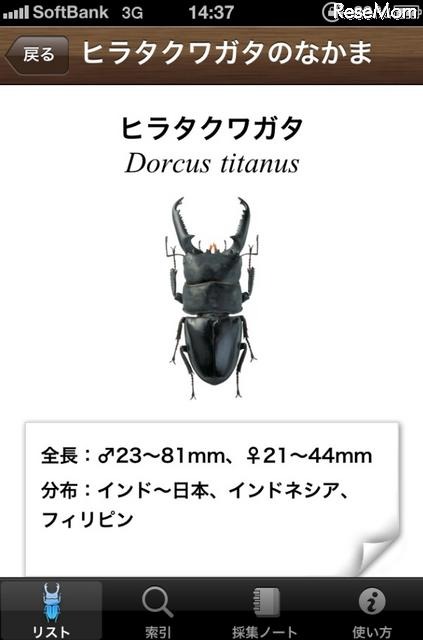ヒラタクワガタのなかま