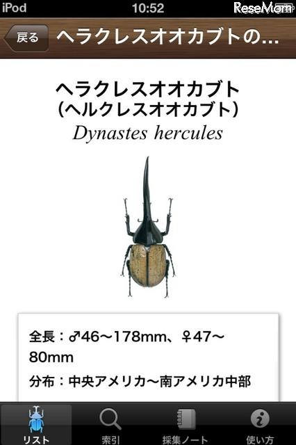 ヘラクレスオオカブトの…