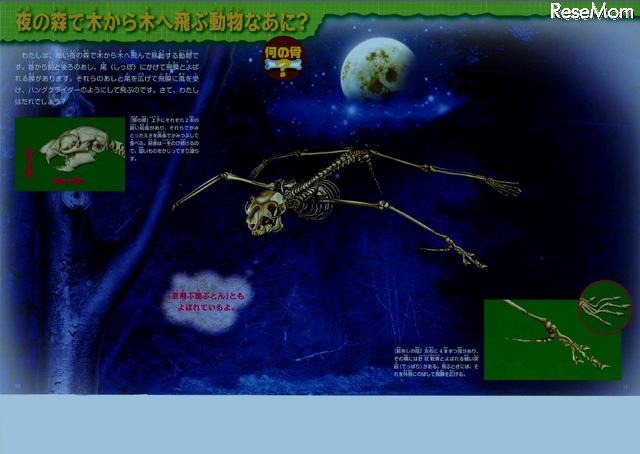 夜の森で木から木へ飛ぶ動物なあに?