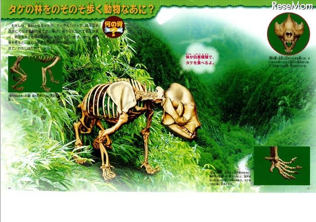 タケの林をのそのそ歩く動物なあに?