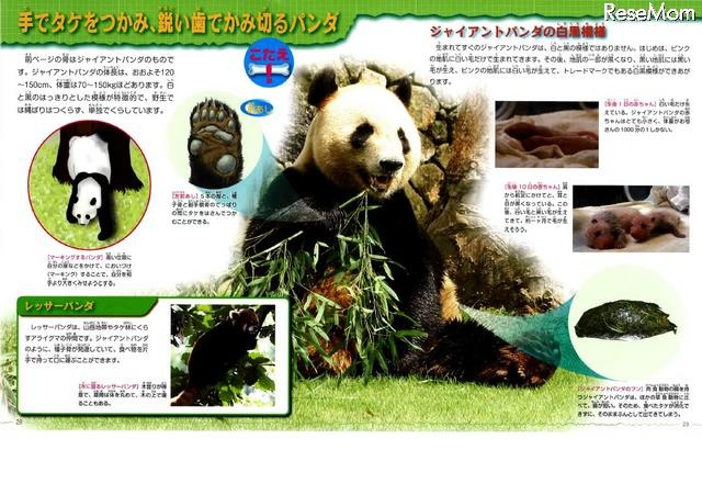 手でタケをつかみ、鋭い歯でかみ切るパンダ