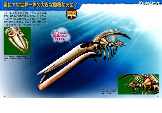 海にすむ世界一体の大きな動物なあに?