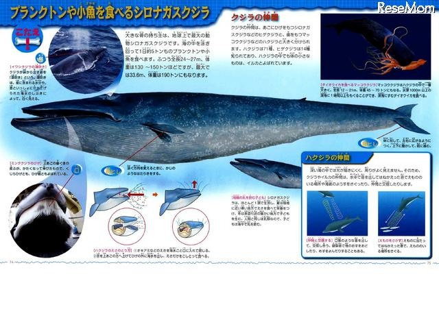 プランクトンや小魚を食べるシロナガスクジラ