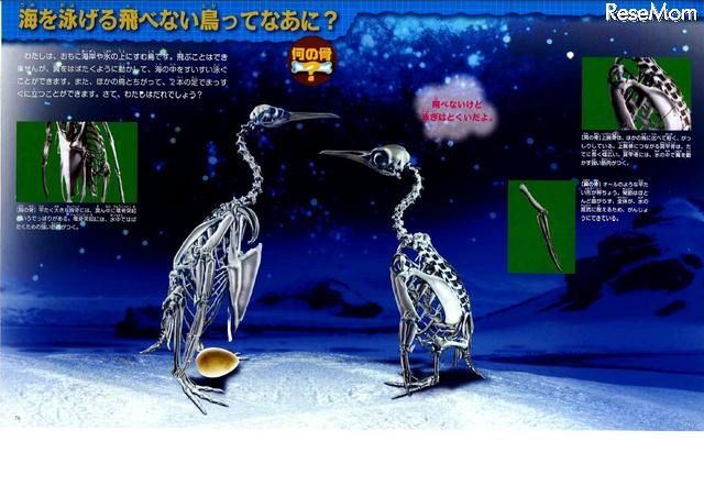 海を泳げる飛べない鳥ってなあに?