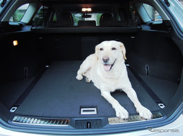 荷室は大型犬ならスッと飛び乗れる地上615mmの高さ。フロアもゆったり。クレートなどを固定するフックは4カ所。