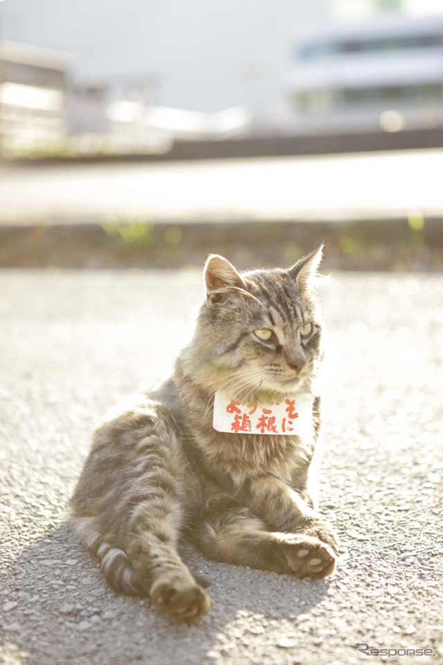 芦ノ湖の宣伝・看板猫