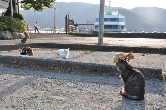 芦ノ湖の宣伝・看板猫たち