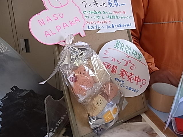 もふもふアルパカを体感!牧場物語×アルパカ牧場コラボツアーレポート(1)