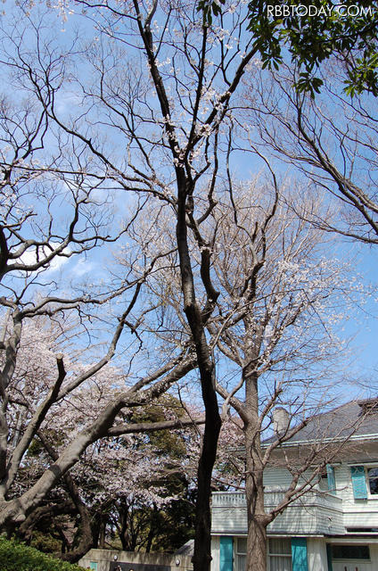 元町公園エリスマン邸前のハンブルグの女王 元町訪問記念(1982年4月4日)の桜